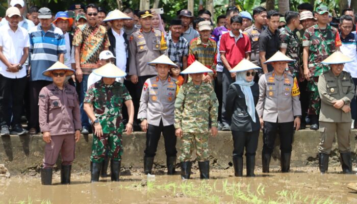 Kapolda Sulsel Hadiri Panen Raya Serentak di Kabupaten Bone, Wujud Dukungan Ketahanan Pangan Daerah