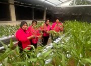 Ketua dan Pengurus Bhayangkari Ranting Polsek Biringkanaya Panen Perdana Tanaman Hidroponik