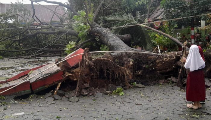 Pohon Besar Tumbang di SD Daya 1 Diterjang Angin Kencang, Orang Tua Siswa Sebelumnya Sudah Peringatkan Pihak Sekolah