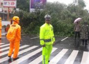 Pohon Tumbang di Tiga Titik, Polsek Ujung Pandang Lakukan Pengamanan dan Koordinasi Instansi Terkait 