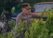 Polsek Tamalanrea Tangani Pohon Tumbang, Seorang Pedagang Rambutan Luka Tertimpa