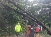 Sinergitas Bhabinkamtibmas Gerak Cepat Evakuasi Pohon Tumbang di Manggala