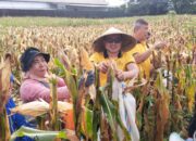 Dukung Ketahanan Pangan, Kapolsek Tamalanrea Bersama Kelompok Tani Panen Raya Jagung